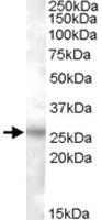 Anti-RASSF3 Goat Polyclonal Antibody