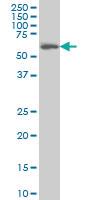 Anti-ADCK3 Mouse Monoclonal Antibody [clone: 7G1]