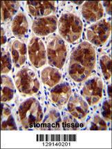 Anti-SERTAD4 Rabbit Polyclonal Antibody