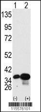 Anti-PHB2 Rabbit Polyclonal Antibody