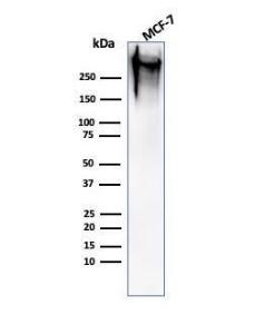 Western blot analysis of human MCF-7 cell lysate using Anti-MUC1 Antibody [MUC1/520]