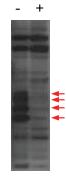 Anti-CENPU Rabbit Polyclonal Antibody