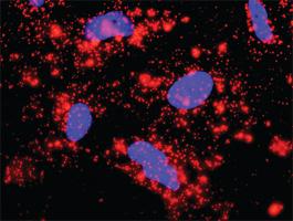 Anti-XIAP + CASP9 Antibody Pair