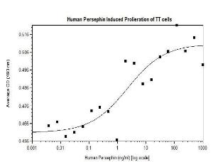 Human recombinant Persephin (from <i>E. coli</i>)