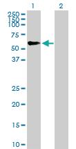 Anti-TRIM46 Mouse Polyclonal Antibody