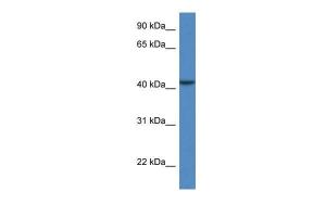 Anti-CAB39L Rabbit Polyclonal Antibody