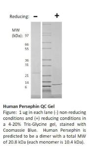 Human recombinant Persephin (from <i>E. coli</i>)