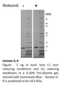 Human recombinant IL-9 (from  <i>E. coli</i>)