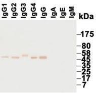 Western blotting using various purified immunoglobulins