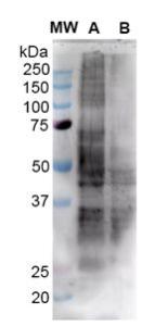 Antibody A304794-100 100 µg