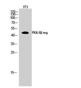 Western blot analysis of 3T3 cells using Anti-PKA-R2 beta Antibody