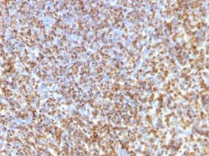 Immunohistochemical analysis of formalin-fixed, paraffin-embedded human spleen using Anti-Galectin 13 Antibody [PP13/1161]