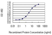 Anti-KIF1C Mouse Monoclonal Antibody [clone: 1F12]