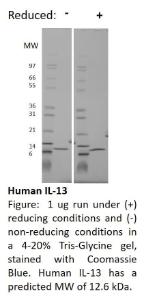 Human recombinant IL-13 (from <i>E. coli</i>)