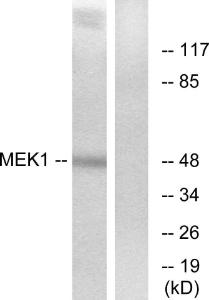 Anti-MEK1 + MEK2 Rabbit Polyclonal Antibody