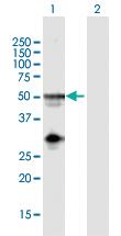 Anti-NAPSA Mouse Polyclonal Antibody