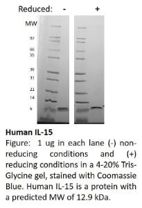 Human recombinant IL-15 (from <i>E. coli</i>)