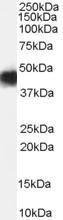 Antibody anti-CCM2 100 µg