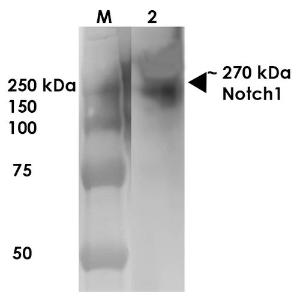 Western blot analysis of rat brain membrane showing detection of ~270 kDa Notch1 protein using Anti-Notch1 Antibody [S253-32] (A304795) at 1:1,000 for 1 hour at room temperature Lane 1: MW Ladder Lane 2: rat brain membrane (10  µg) Load: 10  µg Block: 5% milk