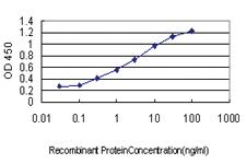 Anti-MAF Mouse Monoclonal Antibody [clone: 6B6]