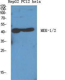 Anti-MEK1 + MEK2 Rabbit Polyclonal Antibody