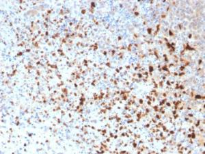 Anti-HSV1 Mouse Monoclonal Antibody [clone: 10A3]