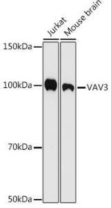 Anti-VAV3 Rabbit Monoclonal Antibody [clone: ARC1647]