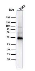 Western blot analysis of K562 cell lysate using Anti-Galectin 13 Antibody [PP13/1161]