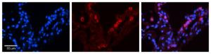 Anti-STAT6 Rabbit Polyclonal Antibody