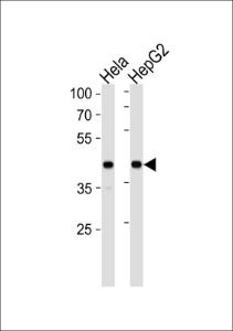 Anti-Lipoprotein Receptor-related Protein Associated Protein 1, Low Density Rabbit Polyclonal Antibody (Biotin)