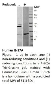 Human recombinant IL-17A (from <i>E. coli</i>)