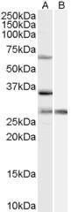 Anti-PRPF31 Antibody (A84273) (1µg/ml) staining of HeLa cell lysate (35µg protein in RIPA buffer) with (B) and without (A) blocking with the immunising peptide. Primary incubation was 1 hour. Detected by chemiluminescence.