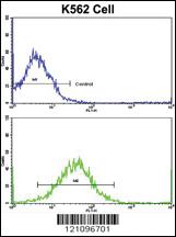 Anti-TH Rabbit Polyclonal Antibody