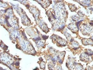 Immunohistochemical analysis of formalin-fixed, paraffin-embedded human placenta using Anti-Galectin 13 Antibody [PP13/1162]