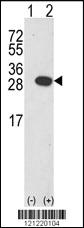 Anti-OR4K2 Rabbit Polyclonal Antibody