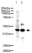 Anti-LDB2 Rabbit Polyclonal Antibody