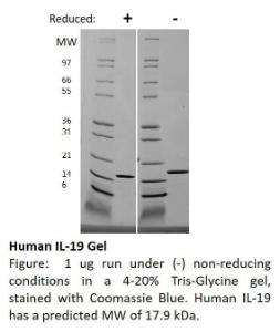 Human recombinant IL-19 (from<i>E. coli</i>)