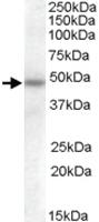 Anti-SERPINA12 Goat Polyclonal Antibody