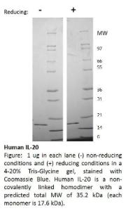 Human recombinant IL-20 (from <i>E. coli</i>)