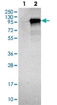 Anti-IQCE Rabbit Polyclonal Antibody