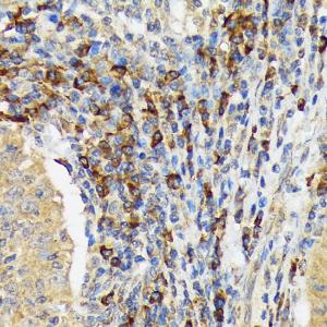 Anti-VAV3 Rabbit Monoclonal Antibody [clone: ARC1647]