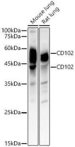 Western blot analysis of various lysates, using Anti-ICAM2 Antibody (A309884) at 1:1,000 dilution The secondary antibody was Goat Anti-Rabbit IgG H&L Antibody (HRP) at 1:10,000 dilution Lysates/proteins were present at 25 µg per lane