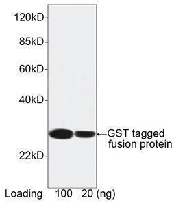 Anti-GST Mouse Monoclonal Antibody (HRP (Horseradish Peroxidase))