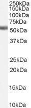 Anti-NR1H4 antibody