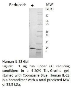 Human recombinant IL-22 (from <i>E. coli</i>)