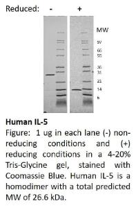 Human recombinant IL-22 (from <i>E. coli</i>)