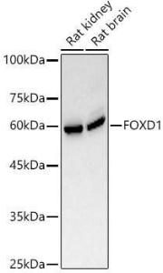 Western blot analysis of various lysates, using Anti-FOXD1 / BF-2 Antibody (A309886) at 1:1000 dilution