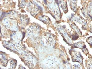 Immunohistochemical analysis of formalin-fixed, paraffin-embedded human placenta using Anti-Galectin 13 Antibody [PP13/1165]