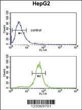 Anti-RERE Rabbit Polyclonal Antibody