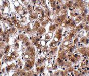 Anti-THEM4 Rabbit Polyclonal Antibody